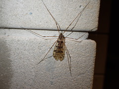 Metalimnobia cinctipes