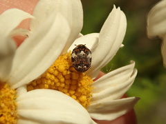 Anthrenus angustefasciatus