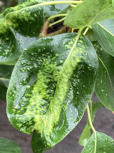 Pearleaf Blister Mite