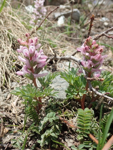 Wendelbo’s fumewort (Corydalis wendelboi)