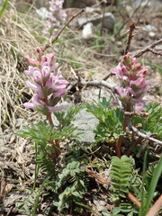 Corydalis wendelboi