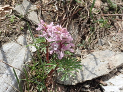 Corydalis wendelboi, photograph John Kenrick Gibson, CC0, iNaturalist via GBIF
