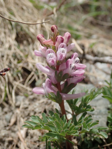 Corydalis wendelboi, photograph 2