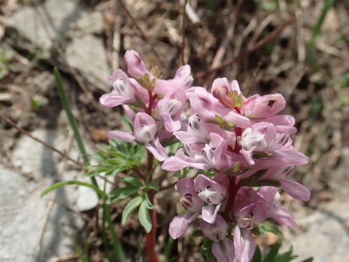 Corydalis wendelboi, photograph 3