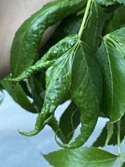 Prociphilus fraxinifolii