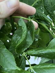 Prociphilus fraxinifolii