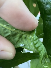 Prociphilus fraxinifolii