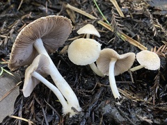 Psathyrella incerta