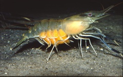 Macrobrachium rosenbergii