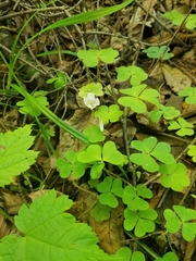 Oxalis montana image