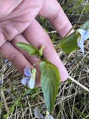 Viola nemoralis