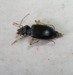 Nebria lacustris
