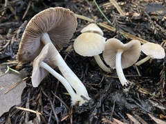 Psathyrella incerta