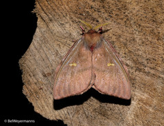 Cerodirphia opis
