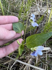 Viola nemoralis