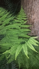 Athyrium asplenioides