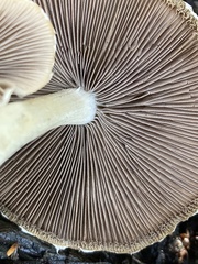 Psathyrella incerta