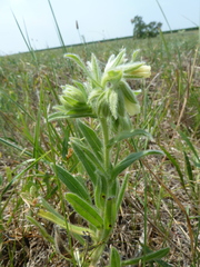 Onosma arenaria