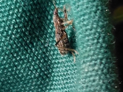 Himacerus mirmicoides