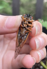 Magicicada septendecim