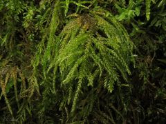 Thamnobryum