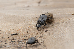 Scarabaeus cicatricosus