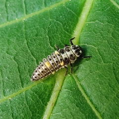 Adalia decempunctata