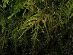 Thamnobryum