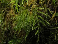 Thamnobryum