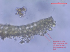 Campylopus pilifer