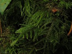 Thamnobryum