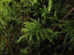 Thamnobryum