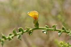 Adesmia atacamensis