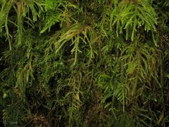 Thamnobryum