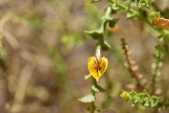 Adesmia atacamensis