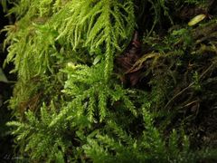 Thamnobryum