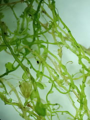 Odontoschisma fluitans