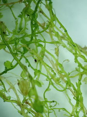 Odontoschisma fluitans