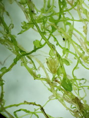 Odontoschisma fluitans