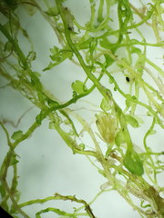 Odontoschisma fluitans