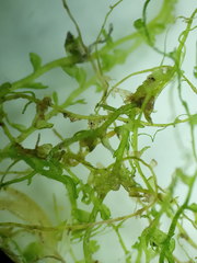 Odontoschisma fluitans