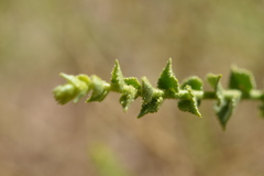 Adesmia atacamensis