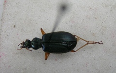 Chlaenius cordicollis