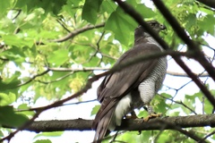 Accipiter gentilis
