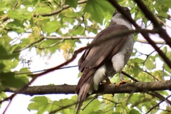 Accipiter gentilis