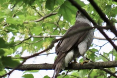 Accipiter gentilis
