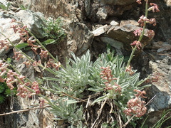 Matthiola montana