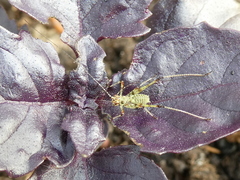 Phaneroptera nana