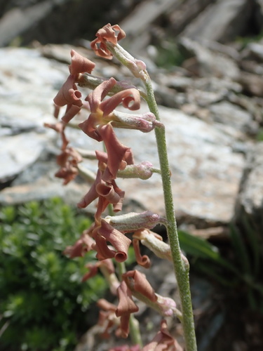 Matthiola montana