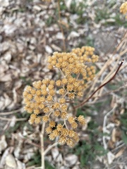 Achillea millefolium